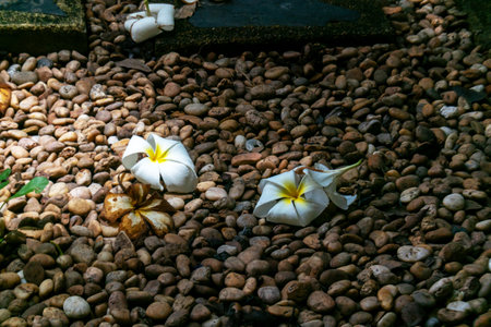 A serene and artistic arrangement of white flowers resting on a bed of smooth brown pebbles, illuminated by soft sunlight. This image captures natural beauty and tranquility.の写真素材