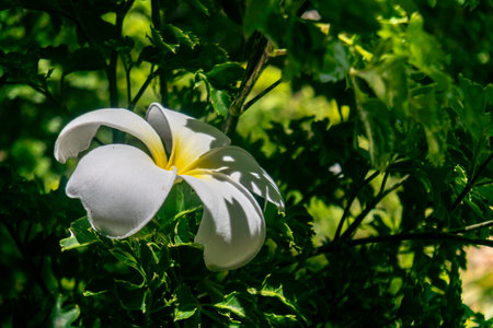 A stunning close-up of a white flower amidst vibrant green leaves, showcasing delicate petals illuminated by sunlight, ideal for nature-themed projects.の写真素材