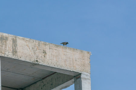 A vibrant bird stands on the edge of a concrete structure, against a bright blue sky. This image captures the beauty of urban wildlife and design.の写真素材