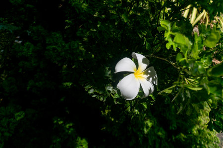 A stunning close-up of a white flower with a yellow center set against lush green foliage in a sunlit garden, evoking serenity and beauty in nature.の写真素材
