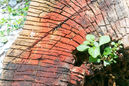 A vibrant green plant emerges from a colorful tree stump, showcasing nature's resilience and beauty....
