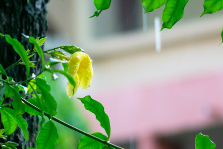 A closeup of a fresh yellow fruit amidst lush green leaves, showcasing the beauty of nature and the vibrancy of outdoor growth. Ideal for gardening themes.の写真素材