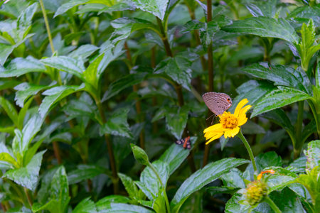 A delicate butterfly rests on a vibrant yellow flower amidst lush green foliage, capturing the beauty of nature and the essence of a serene outdoor setting.の写真素材
