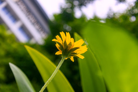 A bright yellow flower stands tall against vibrant green foliage, capturing the essence of nature's beauty in a peaceful outdoor setting. Perfect for floral themes.の写真素材