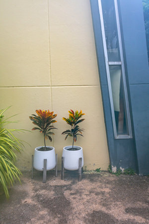 Two potted plants stand beside a modern building, showcasing vibrant leaves against a soft yellow wall, creating an inviting outdoor atmosphere.の写真素材