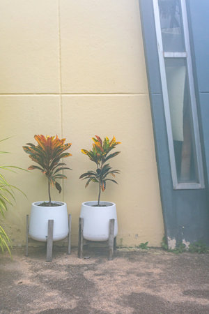 Two vibrant potted plants stand against a sleek urban wall, showcasing modern design with a touch of nature. Ideal for decor inspiration.の写真素材