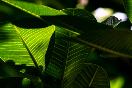 Vibrant green leaves are beautifully illuminated by sunlight, creating intricate patterns of light and shadow in a natural, serene setting.の写真素材