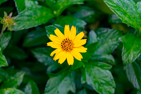 A vibrant yellow flower blooms amidst lush green foliage, showcasing the beauty of nature. This close-up highlights intricate petals and lively colors, perfect for various design projects.の写真素材
