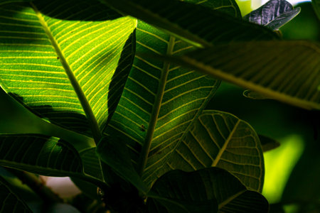 A captivating close-up of vibrant green leaves, showcasing intricate textures and patterns enhanced by gentle sunlight filtering through the foliage.の写真素材