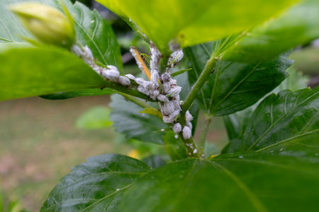 This close-up image showcases a green plant leaf with visible infestation, highlighting the impact of pests on plant health in natural environments.の写真素材