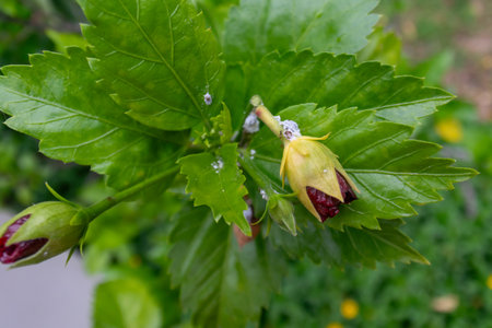 Close-up view of fresh green leaves with yellow flower buds, showcasing new growth and the beauty of nature in a vibrant garden setting.の写真素材