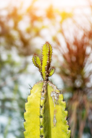 A vibrant green cactus with sharp spines rises prominently, showcasing its unique texture against a blurred natural background in bright light.の写真素材