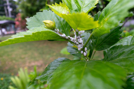 A close-up of a green plant infested with insects, highlighting the delicate leaves and a blossom bud, showcasing the complex relationship in nature.の写真素材