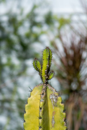 Discover the beauty of a unique cactus growth against a natural backdrop, highlighting its vibrant texture and resilience in an arid environment.の写真素材