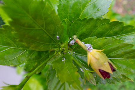 Close-up image of a green leaf featuring a flower bud, with small insects visible, showcasing the beauty and complexity of nature in a garden setting.の写真素材