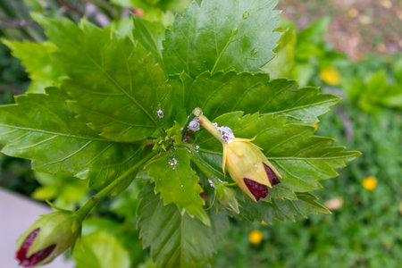 Close view of green leaves featuring buds with water droplets, showcasing the beauty of nature in an outdoor garden setting during spring.の写真素材
