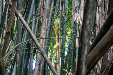 A lush bamboo forest features dense clusters of green stems and natural patterns. This tranquil scene captures the beauty of nature and biodiversity.の写真素材