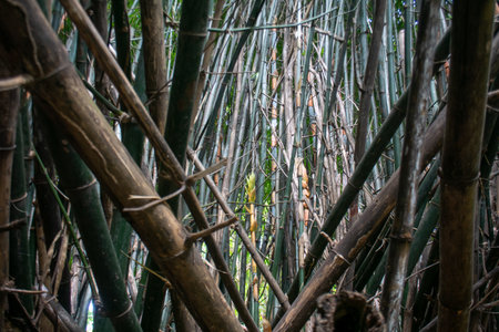 A dense bamboo forest showcasing intricate patterns of trunks and stems, surrounded by vibrant greenery, creates a serene and tranquil atmosphere in nature.の写真素材
