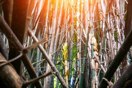 This image captures a dense bamboo grove, showcasing the intricate patterns of woody stalks and lush greenery, creating a serene, natural atmosphere.の写真素材
