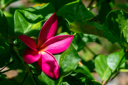 A stunning close-up of a vibrant pink flower nestled among lush green leaves, captured in brilliant sunlight. The beauty of nature shines through this bright bloom.の写真素材