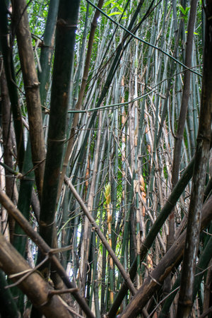 Explore the beauty of a dense bamboo forest filled with tall green stems reaching toward the sunlight, creating a serene atmosphere in nature's embrace.の写真素材