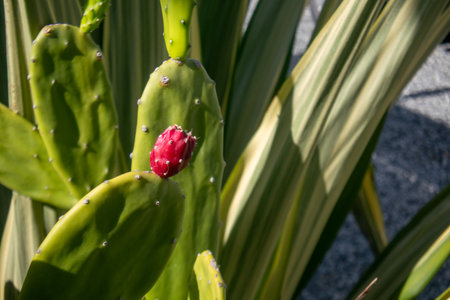Close-up view of a vibrant red fruit emerging from a green cactus plant, showcasing the natural beauty and unique textures of desert flora under sunlight.の写真素材