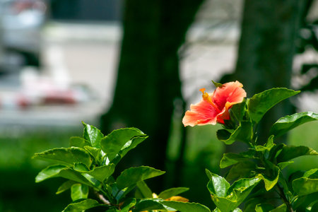 A vibrant hibiscus flower blooms against a lush green backdrop, showcasing colorful petals under bright sunlight in a serene outdoor setting.の写真素材