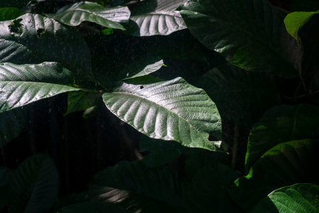 A close-up view of lush green leaves illuminated by soft sunlight, creating a serene atmosphere. The...