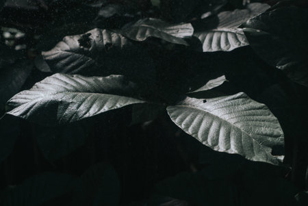 This image features dark green leaves highlighted by soft shadow and intricate textures, creating a...