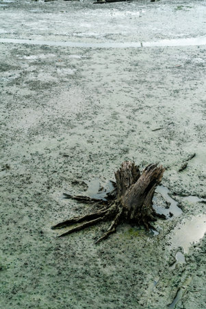 A serene view of a lone driftwood stump surrounded by wet mudflats, capturing the beauty of nature's...