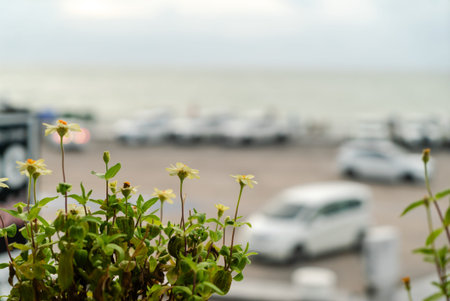 A charming scene featuring delicate flowers in the foreground with a blurred view of cars parked...