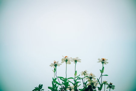 A serene image of delicate white flowers emerging from lush green leaves, set against a soft blue...
