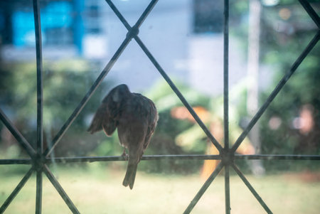 A serene bird perched on a window frame, creating a tranquil atmosphere. The blurred garden background enhances the natural beauty and peacefulness.の写真素材