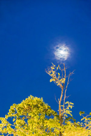 A stunning view of the moon partially obscured by clouds, shining brightly above a lush tree, presenting a serene and vibrant moment in nature.の写真素材