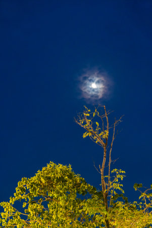 A captivating view of a moon illuminating the night sky, partially hidden by clouds, framed by a silhouetted tree. Perfect for nature themes.の写真素材