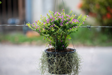 A stunning hanging plant featuring vibrant purple flowers, ideal for enriching any indoor or outdoor...