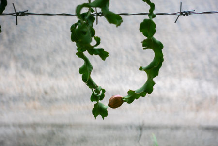 A unique heart-shaped arrangement of green leaves showcases nature's beauty, featuring a nut nestled...