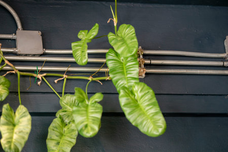 Close-up of vibrant green leaves gracefully hanging on electrical wires against a dark wall,...