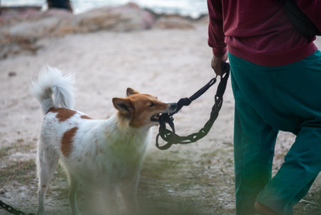 A dog enthusiastically interacts on a leash with its owner during a peaceful outdoor walk, showcasing the joy and bond between pets and humans in nature.