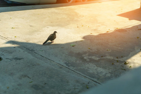 A solitary bird walks on a concrete surface, creating a serene urban atmosphere. The interplay of light and shadow enhances the minimalistic scene.