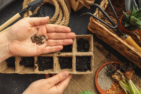 Seeds in the hands of a woman close-up, planting.