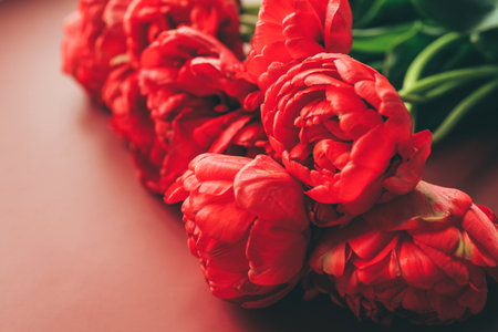 Red peonies flower, on red background.の写真素材