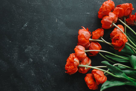 Red peony tulips on black background. Flat lay, top view