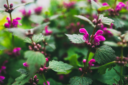 Beautiful wild flowers nettle. Spring summer background. Landscape wide format, copy space, warm...