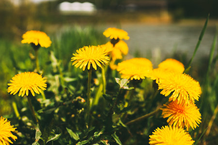 Beautiful flowers of yellow dandelions in nature in warm summer or spring on meadow in sunlight,...