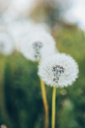 Dandelion In Field At Sunset