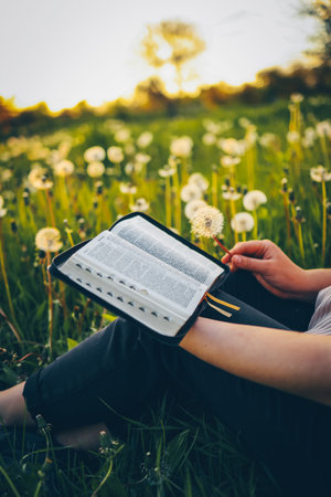 Christian woman holds bible in her hands. Reading the Holy Bible in a field during beautiful sunset....