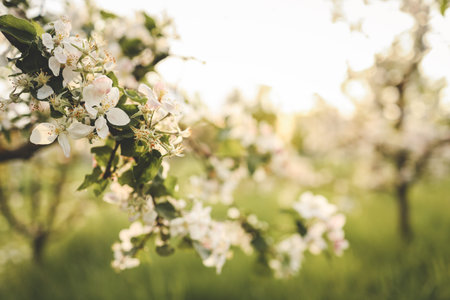 Blooming apple trees in the garden, beautiful photo, wallpaper.