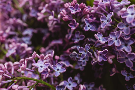 Beautiful lilac flowers. Spring blossom. Blooming lilac bush with tender tiny flower. Purple lilac...