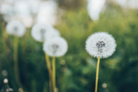 Dandelion In Field At Sunset